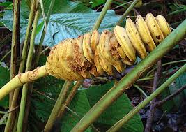 Attēlu rezultāti vaicājumam “Cynosurus cristatus fruit”