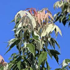 Attēlu rezultāti vaicājumam “Acer negundo leaf”