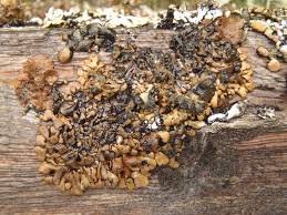 Attēlu rezultāti vaicājumam “Hypogymnia vittata”