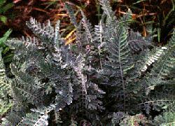 Image result for Chrysanthemum ptarmiciflorum