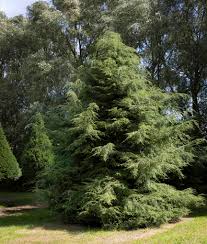 Attēlu rezultāti vaicājumam “Tsuga canadensis”