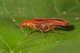 Attēlu rezultāti vaicājumam “Hylecoetus dermestoides”