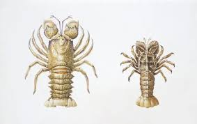 Image result for Scyllarides latus