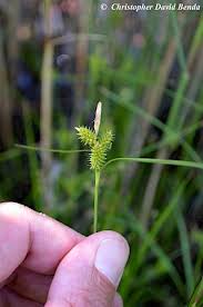 Attēlu rezultāti vaicājumam “Carex viridula”