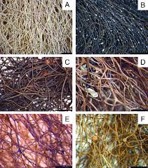 Attēlu rezultāti vaicājumam “Bryoria capillaris”