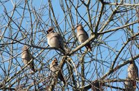 Attēlu rezultāti vaicājumam “Bombycilla garrulus adult”