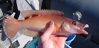 Image result for Labrus mixtus