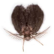 Attēlu rezultāti vaicājumam “Psyche casta”