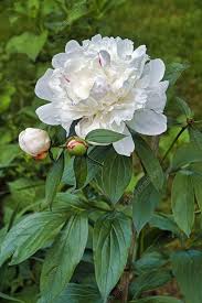 Attēlu rezultāti vaicājumam “Paeonia lactiflora flower”