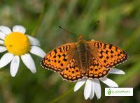 Attēlu rezultāti vaicājumam “Argynnis niobe”