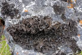 Attēlu rezultāti vaicājumam “Leptogium saturninum”