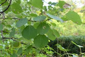 Attēlu rezultāti vaicājumam “Populus tremula leaf”