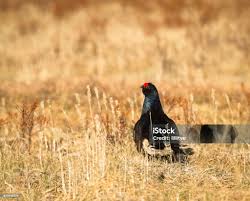 Image result for Tetrao tetrix