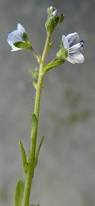 Attēlu rezultāti vaicājumam “Veronica serpyllifolia bud”