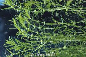 Attēlu rezultāti vaicājumam “Najadaceae”