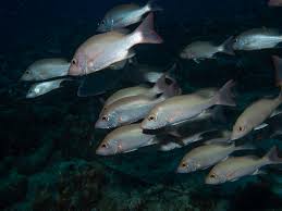 Image result for Lutjanus mahogoni