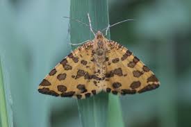 Attēlu rezultāti vaicājumam “Pseudopanthera macularia”