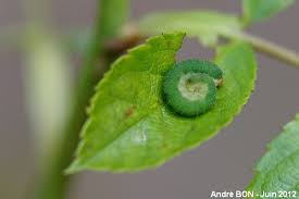 Attēlu rezultāti vaicājumam “Allantus cinctus”