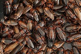 Attēlu rezultāti vaicājumam “Badhamia dubia”