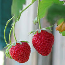 Image result for Fragaria vesca