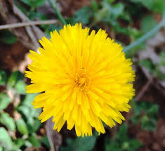 Attēlu rezultāti vaicājumam “Hypochaeris radicata fruit”