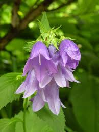 Image result for Campanula spicata