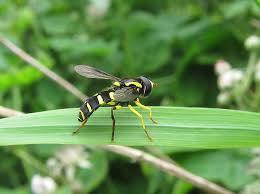 Attēlu rezultāti vaicājumam “Xanthogramma sp.”