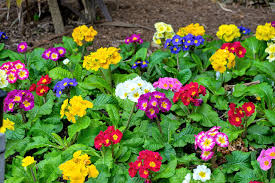 Attēlu rezultāti vaicājumam “Primula x margotae flower”