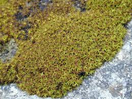 Attēlu rezultāti vaicājumam “Tortella tortuosa”