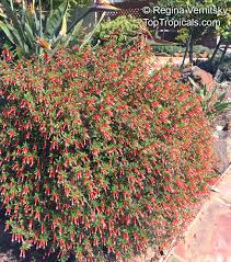 Image result for Cuphea ignea