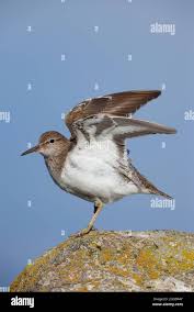 Attēlu rezultāti vaicājumam “Actitis hypoleucos adult”