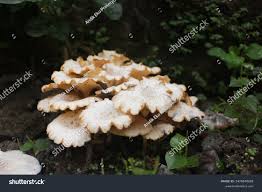 Attēlu rezultāti vaicājumam “Polyporus umbellatus”