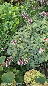 Image result for Christophskraut