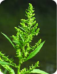 Image result for Chenopodium ambrosioides
