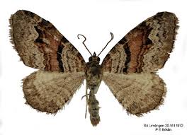 Attēlu rezultāti vaicājumam “Xanthorhoe designata”