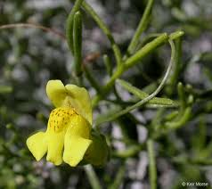 Attēlu rezultāti vaicājumam “Plantaginaceae”