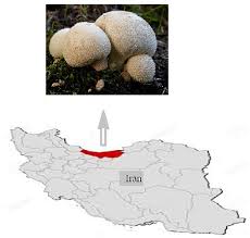 Attēlu rezultāti vaicājumam “Lycoperdon pyriforme”