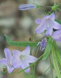 Attēlu rezultāti vaicājumam “Campanula rotundifolia leaf”