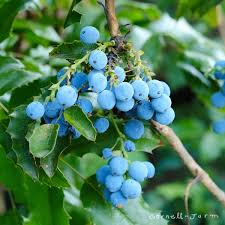 Attēlu rezultāti vaicājumam “Mahonia aquifolium fruit”