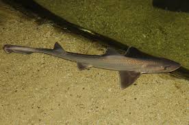Image result for Mustelus asterias