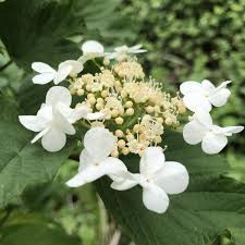 Attēlu rezultāti vaicājumam “Viburnum opulus flower”