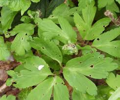 Attēlu rezultāti vaicājumam “Urocystis anemones spores”