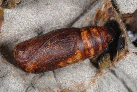 Attēlu rezultāti vaicājumam “Thyatira batis imago”