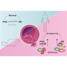 Attēlu rezultāti vaicājumam “Protapion sp.”