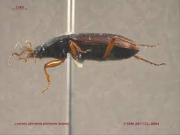 Attēlu rezultāti vaicājumam “Loricera pilicornis”