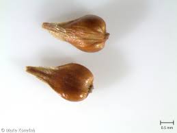 Attēlu rezultāti vaicājumam “Carex diandra fruit”