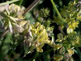 Attēlu rezultāti vaicājumam “Medicago x varia”