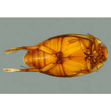 Attēlu rezultāti vaicājumam “Dytiscidae”