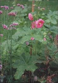 Attēlu rezultāti vaicājumam “Alcea rosea leaf”