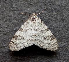 Attēlu rezultāti vaicājumam “Trichopteryx carpinata”